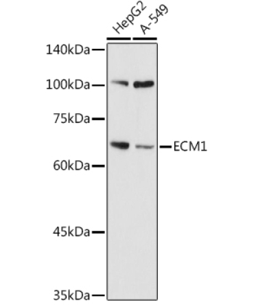 ECM1 Rabbit Polyclonal Antibody