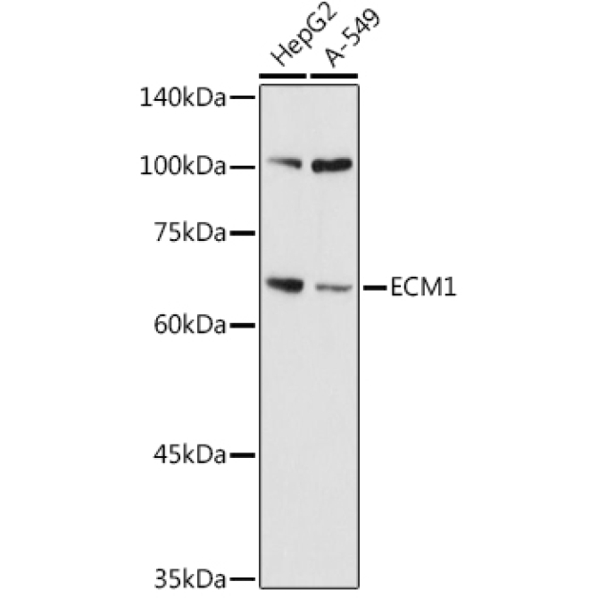 ECM1 Rabbit Polyclonal Antibody