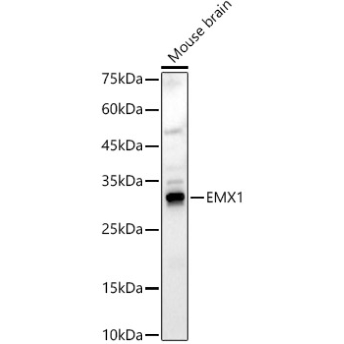 EMX1 Rabbit Polyclonal Antibody
