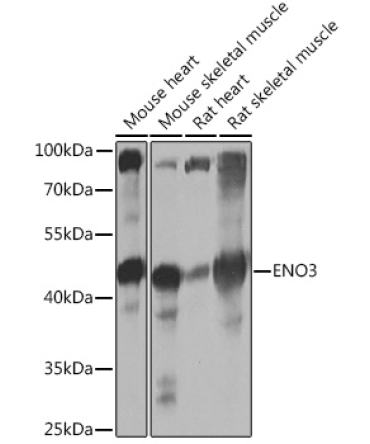 ENO3 Rabbit Polyclonal Antibody