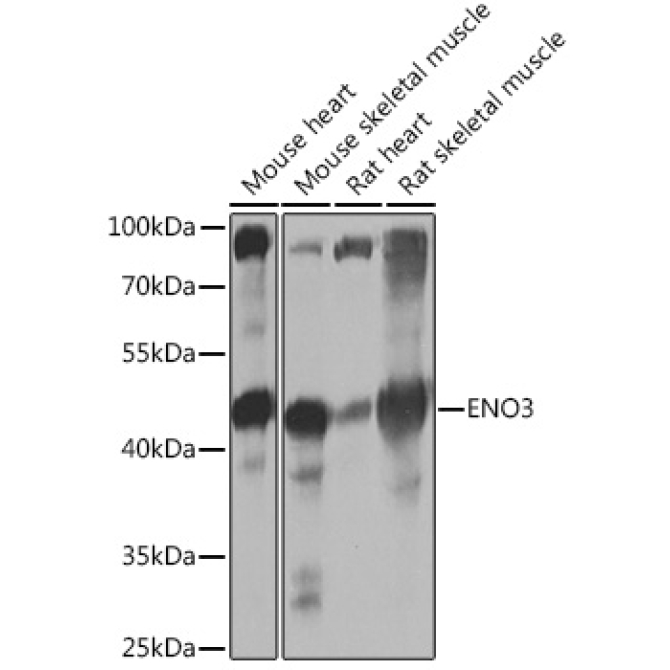 ENO3 Rabbit Polyclonal Antibody