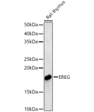 EREG Rabbit Polyclonal Antibody