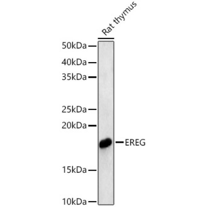 EREG Rabbit Polyclonal Antibody