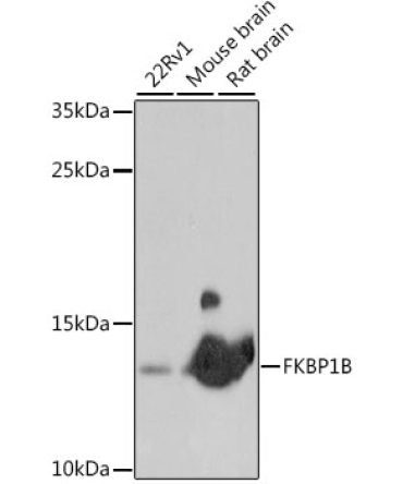 FKBP1B Rabbit Polyclonal Antibody