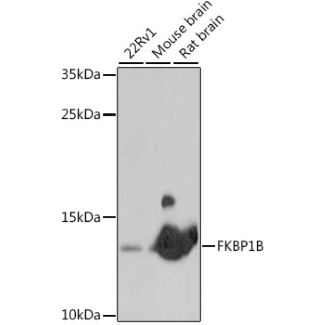 FKBP1B Rabbit Polyclonal Antibody