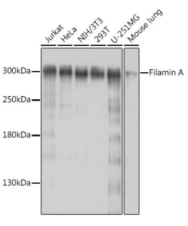 Filamin A Rabbit Polyclonal Antibody