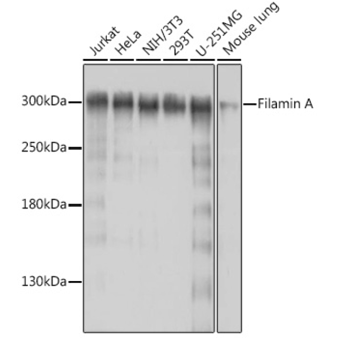 Filamin A Rabbit Polyclonal Antibody