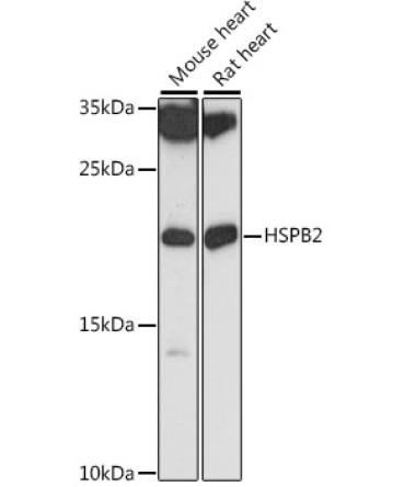 HSPB2 Rabbit Polyclonal Antibody