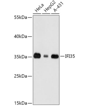 IFI35 Rabbit Polyclonal Antibody