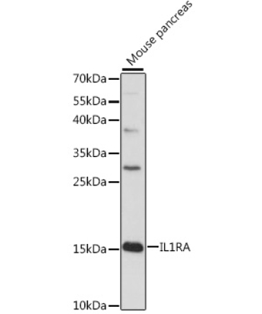 IL1RA Rabbit Polyclonal Antibody
