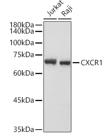 CXCR1 Rabbit Polyclonal Antibody