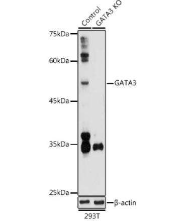 GATA3 Rabbit Polyclonal Antibody [KO Validated]