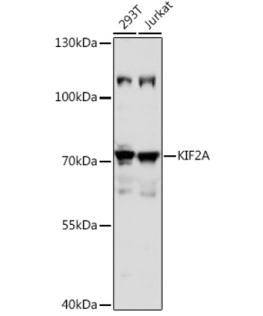 KIF2A Rabbit Polyclonal Antibody