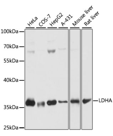 LDHA Rabbit Polyclonal Antibody
