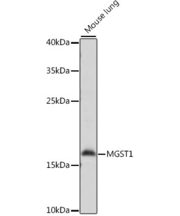MGST1 Rabbit Polyclonal Antibody