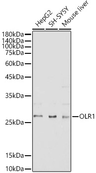 OLR1 Rabbit Polyclonal Antibody