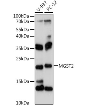 MGST2 Rabbit Polyclonal Antibody