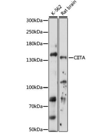 CIITA Rabbit Polyclonal Antibody