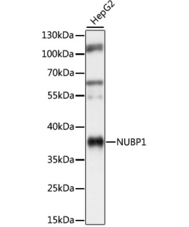 NUBP1 Rabbit Polyclonal Antibody