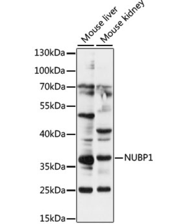 NUBP1 Rabbit Polyclonal Antibody