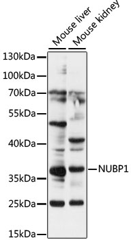 NUBP1 Rabbit Polyclonal Antibody