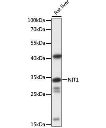 NIT1 Rabbit Polyclonal Antibody