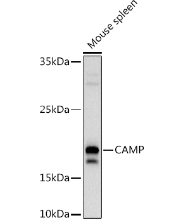 CAMP Rabbit Polyclonal Antibody