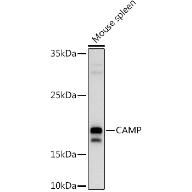 CAMP Rabbit Polyclonal Antibody