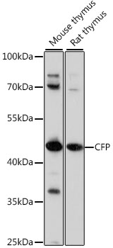 CFP Rabbit Polyclonal Antibody