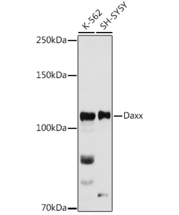Daxx Rabbit Polyclonal Antibody