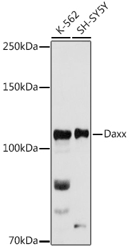 Daxx Rabbit Polyclonal Antibody