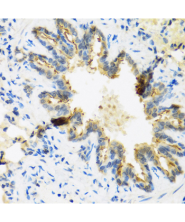 DEFB4A Rabbit Polyclonal Antibody