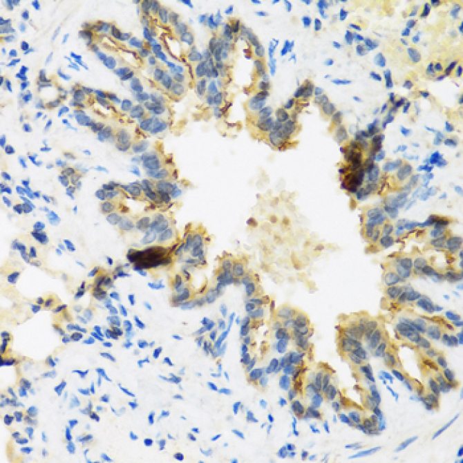 DEFB4A Rabbit Polyclonal Antibody
