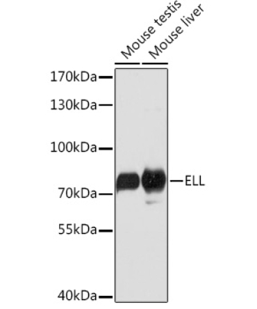 ELL Rabbit Polyclonal Antibody