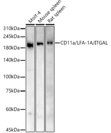 CD11a/LFA-1A/ITGAL Rabbit Polyclonal Antibody