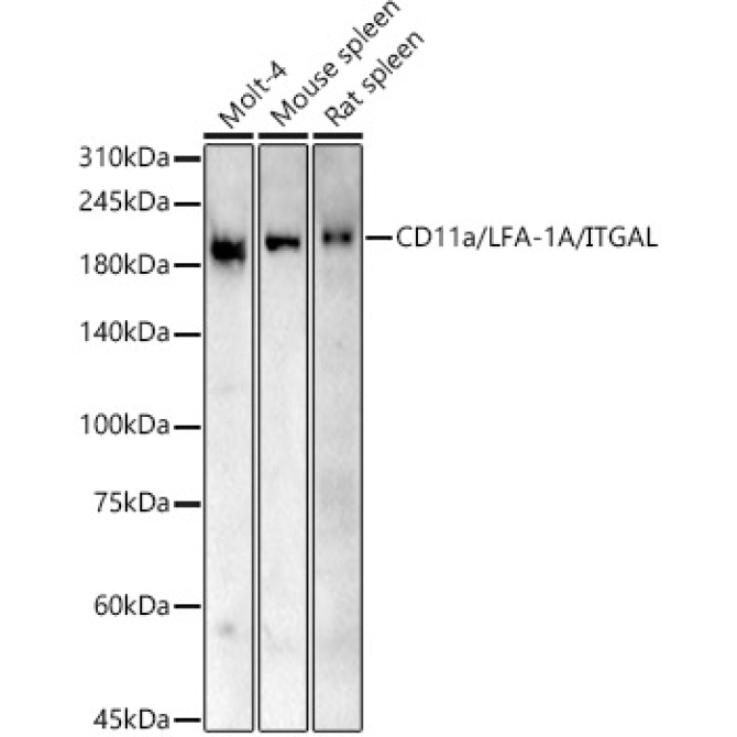 CD11a/LFA-1A/ITGAL Rabbit Polyclonal Antibody