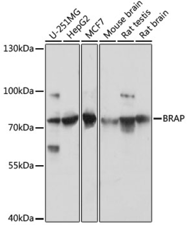 BRAP Rabbit Polyclonal Antibody