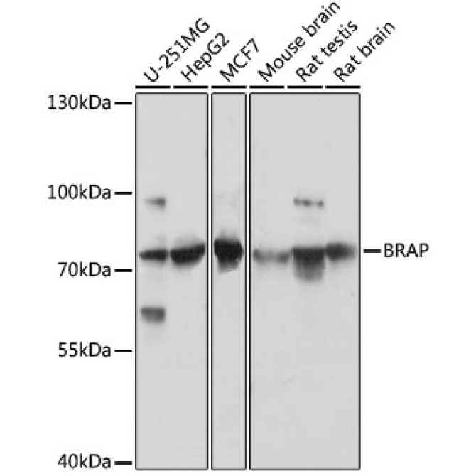 BRAP Rabbit Polyclonal Antibody
