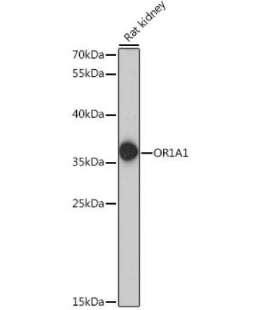 OR1A1 Rabbit Polyclonal Antibody