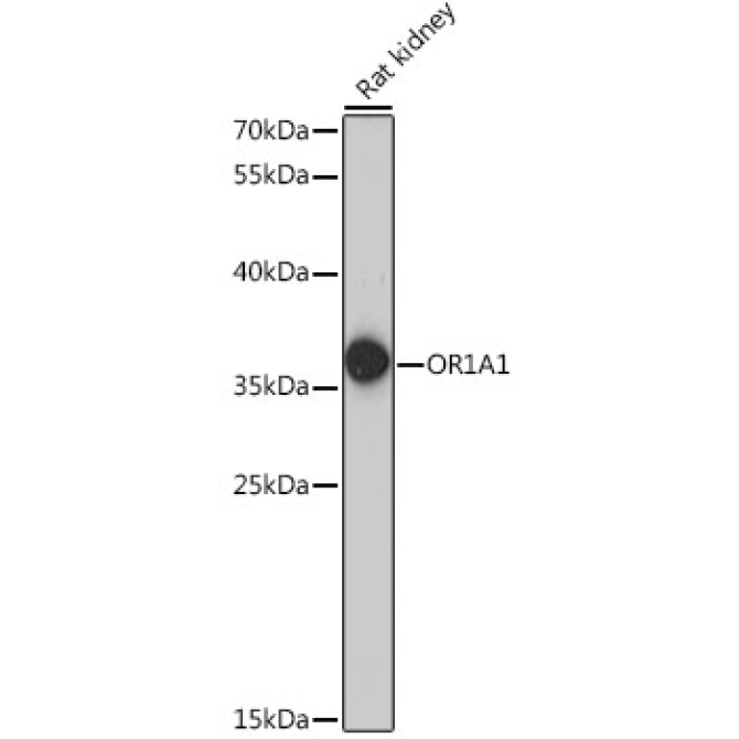 OR1A1 Rabbit Polyclonal Antibody