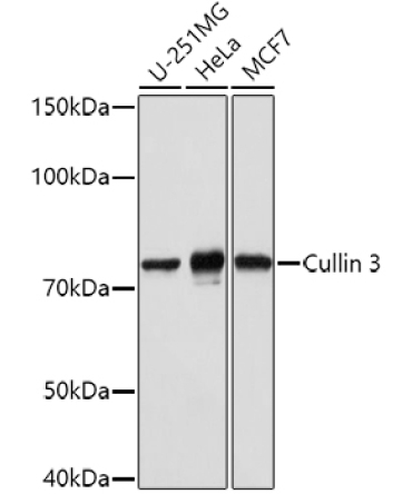 Cullin 3 Rabbit Polyclonal Antibody