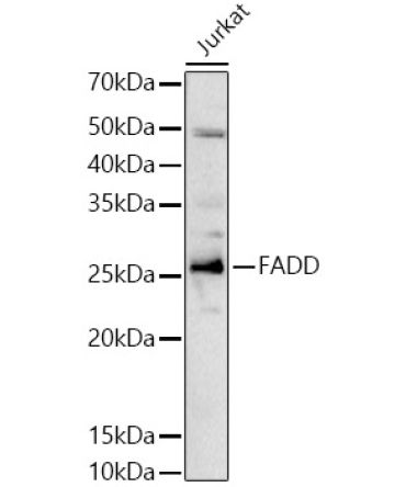 FADD Rabbit Polyclonal Antibody