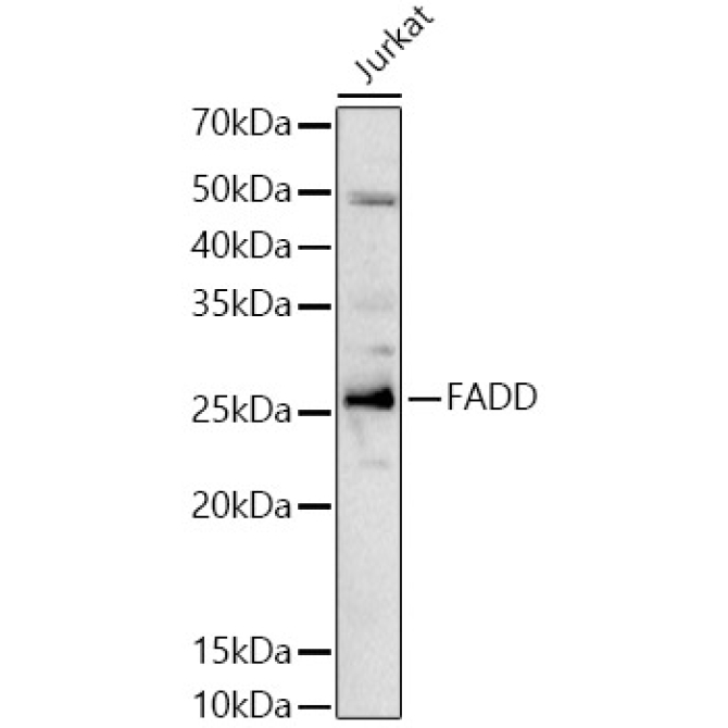 FADD Rabbit Polyclonal Antibody