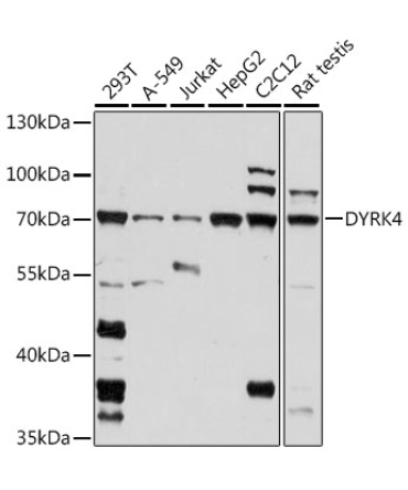DYRK4 Rabbit Polyclonal Antibody