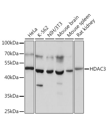 HDAC3 Rabbit Polyclonal Antibody