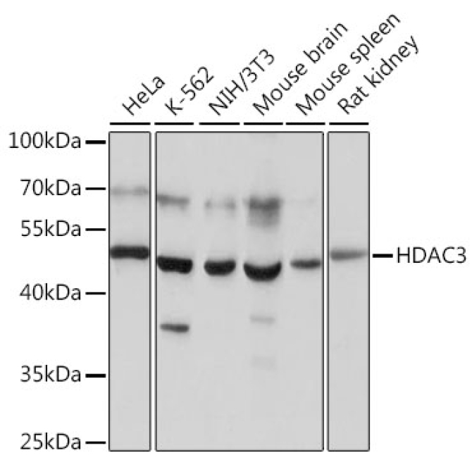 HDAC3 Rabbit Polyclonal Antibody