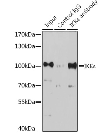 IKK? Rabbit Polyclonal Antibody