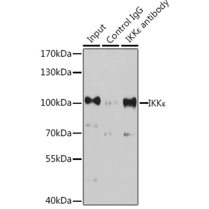 IKK? Rabbit Polyclonal Antibody