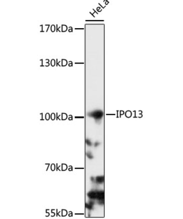 IPO13 Rabbit Polyclonal Antibody