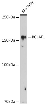 BCLAF1 Rabbit Polyclonal Antibody